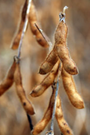 About Us - Soybean before harvest